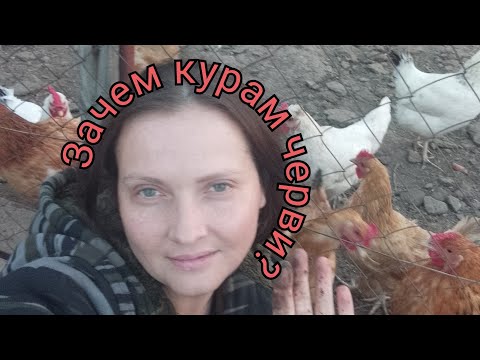 Видео: Курам черви??? Белок/протеин для несушек!!!