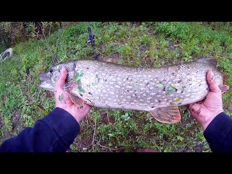 Видео: Копия RUDRA 130SP от BearKing разловлена ! Трофейная щука на 5 кг !