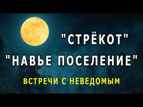 Видео: "Стрёкот"/"Навье поселение". Встречи с неведомым.