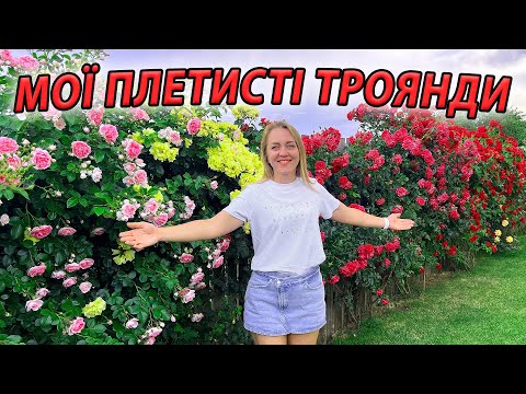 Видео: МОЇ ПЛЕТИСТІ ТРОЯНДИ. ОГЛЯД СОРТІВ