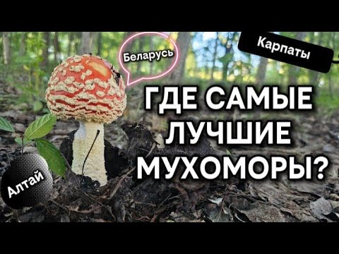 Видео: Какой гриб 🍄 САМЫЙ ЛУЧШИЙ?