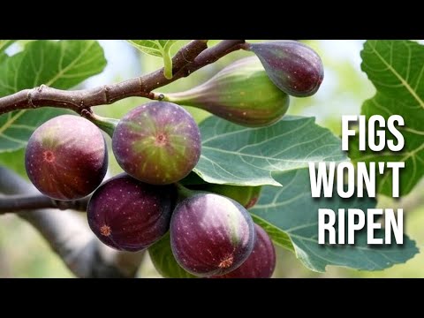 Видео: «Мой инжир не зреет». Почему он каждый год опаздывает