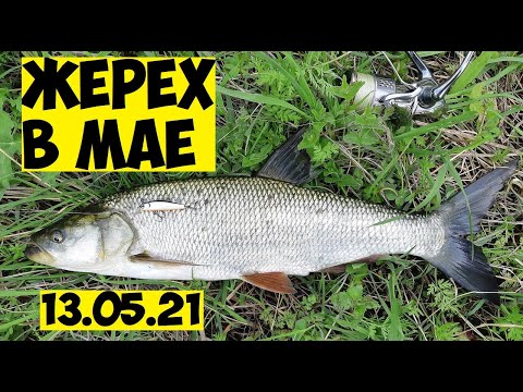 Видео: Воблер на ЖЕРЕХА и ГОЛАВЛЯ весной! Как ловить жереха в мае на спиннинг! РЫБАЛКА весной, воблер в мае