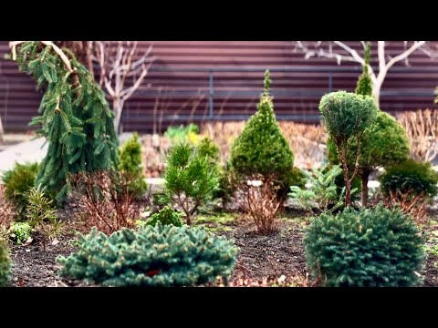 Видео: ТУЯ “TEDDY” В СТРИЖКЕ: ДАЕМ ЕЩЁ ОДИН ШАНС! РАЗМЕРЫ НЕ СООТВЕТСТВУЮТ ЗАЯВЛЕННЫМ!