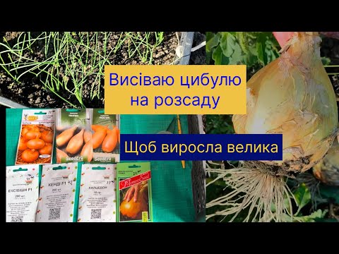 Видео: Сію цибулю Ексібішен, Кенді та інші на розсаду. 10 лютого.