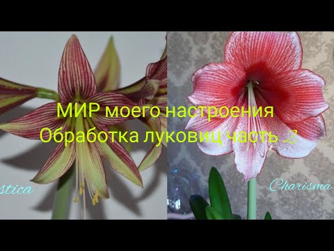 Видео: Гиппеаструмы Mystica(Мистика) и Charisma(Харизма) обработка луковиц перед посадкой,ч.2