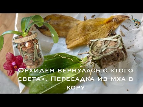 Видео: Пересадка орхидеи из мха в кору. Закрытая система #phal #Miromoslo #orchidplant #уходзаорхидеями