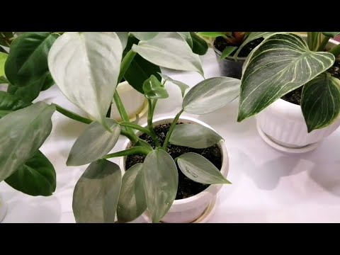 Видео: Мои филодендроны 😍 часть 2