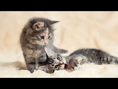 Видео: Глубокая, умиротворяющая музыка для кошек в стрессе – экстремальная музыкальная терапия для кошек...