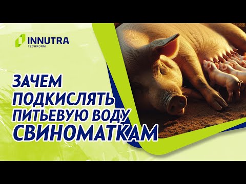 Видео: Какую пользу несет подкисление воды для свиноматок?