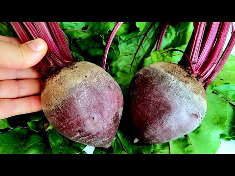 Видео: Всего лишь красная свёкла, и все соседи будут просить рецепт! Она такая вкусная!