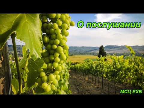 Видео: "О послушании". А. Горбунов. МСЦ ЕХБ.