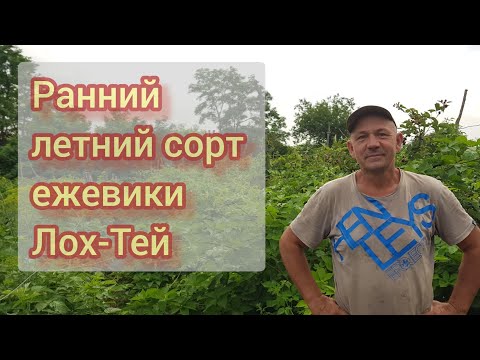 Видео: Обзор ежевики сорт Лох-Тей