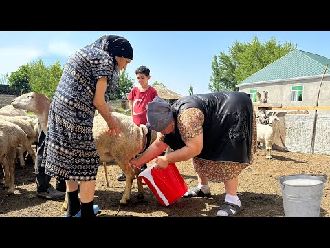 Видео: Сыроварение - доение овец и изготовление сыра