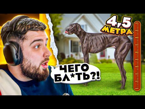Видео: HARD PLAY РЕАКЦИЯ 10 АНОМАЛЬНО БОЛЬШИХ СОБАК В МИРЕ - ЗОМБИ ЧЕЗ
