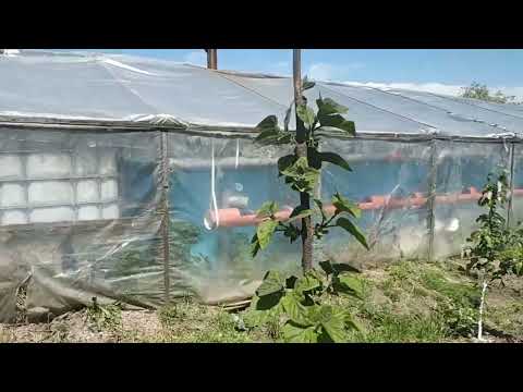 Видео: коротко о жизни на селе,о себе и о разведении рыбы