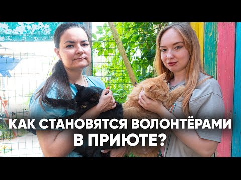 Видео: Почему волонтеры работают в кошачьем приюте? Кто может стать волонтером приюта Лис?