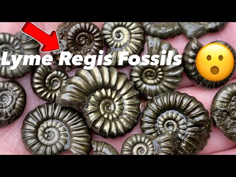 Видео: Как искать окаменелости 🤔, советы и рекомендации! #охотазаископаемыми#охотникзаиками#юрскоепобережье