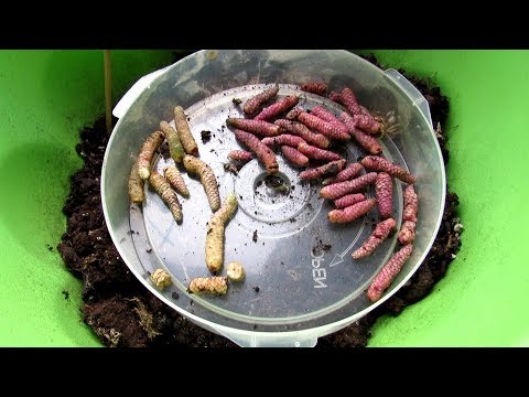 Видео: Как правильно ВЫВЕСТИ  АХИМЕНЕС из периода ПОКОЯ.