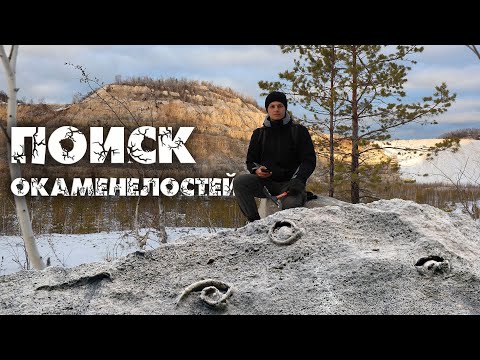Видео: Обитатели кораллового рифа, которому 300 миллионов лет| Удивительные находки в Сокском карьере