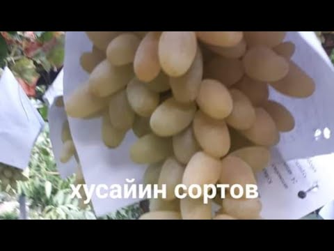 Видео: УЗУМ СИРКАСИНИ ТАЁРЛАШ..ВИНОГРАДНОЯ УКСУС