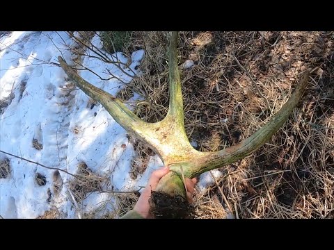 Видео: Поиск рогов лося.Металлокоп.