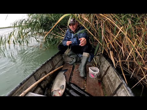 Видео: Рыбалка в Дельте реки ИЛИ. Осенний жор белого АМУРА. Столько Амура я никогда не упускал!!!