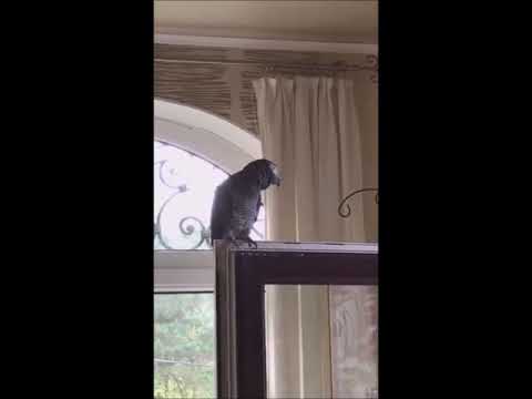 Видео: Попугай Жора. Ура, родители приехали.