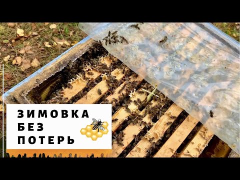 Видео: ЗИМОВКА  БЕЗ  ПОТЕРЬ