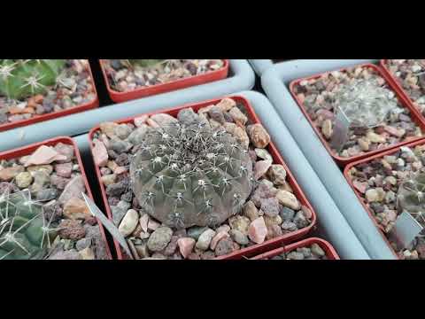 Видео: Кактусы, gymnocalycium, моя зимующая коллекция, февраль 2021. Часть 1