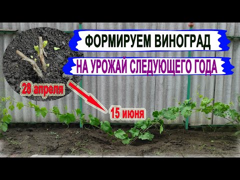 Видео: 🍇 Формируем ДВУХЛЕТНИЙ КУСТ ВИНОГРАДА на УРОЖАЙ. Открытие, обломка, полив, подкормка, пасынкование.