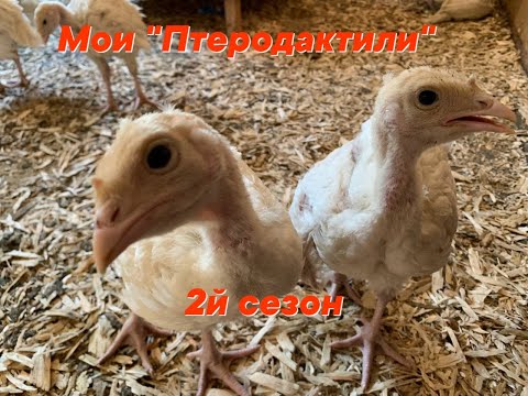 Видео: Индюки "Хайбрид Конвертер" 1 месяц. Что едят, как гуляют, как прожили первый месяц жизни