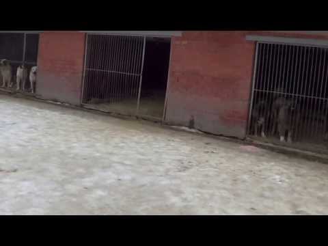 Видео: Питомник КО и САО Русский Риск www.r-risk.ru Ягодкина Татьяна +79262205603