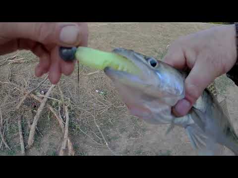 Видео: Очередная ловля судака на силиконовые приманки./Another fishing of walleye on silicone baits.