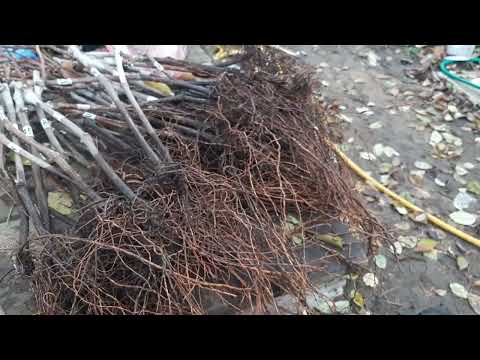 Видео: Взаимозависимость наземной и подземной частей виноградного куста. Наглядный пример