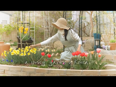 Видео: #80. Весенний сад нашего дома в апреле | Загородный сад, полный нарциссов | Садовник во дворе