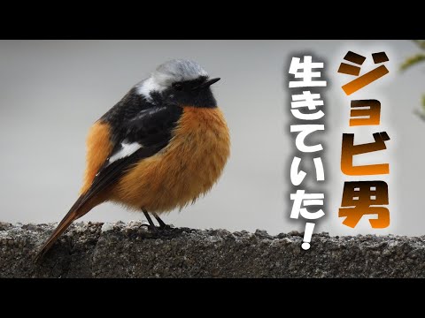 Видео: Горихвостка, Jovio - Он жив!