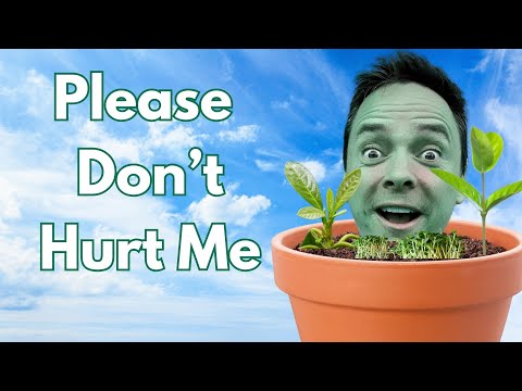 Видео: 8 простых советов для счастливых орхидей каттлея