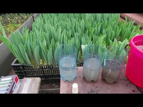 Видео: Подкормки тюльпанов? Почвосмеси? А давайте похимичим!