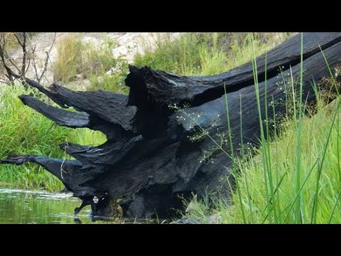 Видео: Добывать из реки или озера мореную древесину (лес топляк, дуб)! Процесс добычи и ответственность