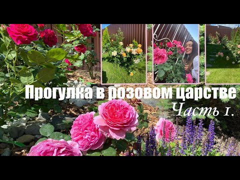 Видео: Начало цветения роз 2023: Любимые розы и разочарования/Обзор сортов с названиями/Новые розы в саду🌹🥰