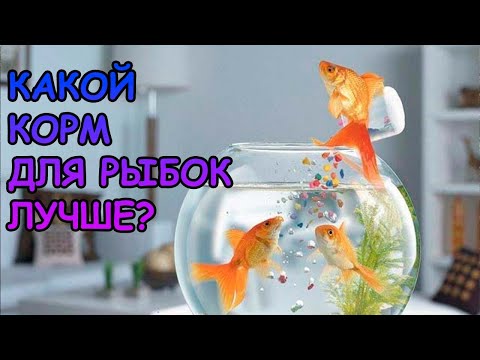 Видео: КАКОЙ КОРМ ДЛЯ РЫБОК ЛУЧШЕ? #АКВАМЕН #АНТИЛОПУХ