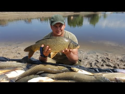 Видео: Охота за карпом в Кыргызстане  Водоем "Длиное"    Белый амур "Атакует"