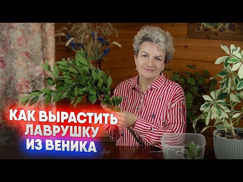 Видео: Как вырастить лаврушку из веника