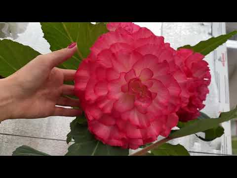 Видео: Яркие бегонии осенью