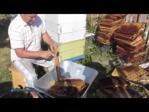 Видео: Перга  Заготовка перги из старых рамок  Pollen  Harvesting pollen from the old frame