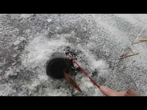 Видео: Зимова рибалка в Хрінниках. Ловля окуня на мормишку.