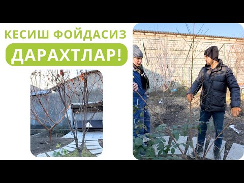 Видео: ҚАЙСИ ДАРАХТЛАРНИ КЕСИШ МАНТИҚСИЗ???