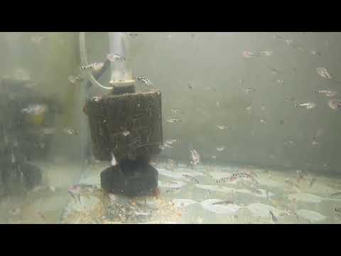 Видео: ПЕРВОЕ КОРМЛЕНИЕ МАЛЬКА ГУРАМИ. НОВЫЙ СПОСОБ