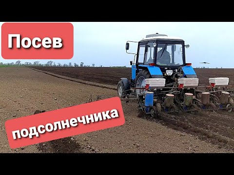 Видео: Посев подсолнечника 2021 LG 59580 и 5542CL сеялкой СПЧ 6 23.04.2021